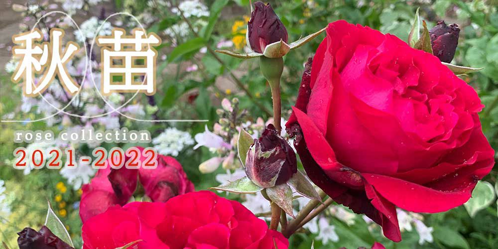 バラ秋苗（秋大苗）バラ苗通販｜バラと庭あそび京阪園芸公式ショップ