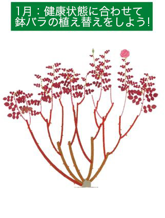 健康状態に合わて鉢バラの植え替えをしよう