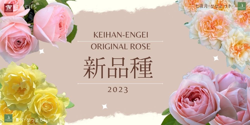 2023年京阪園芸オリジナルバラ新品種