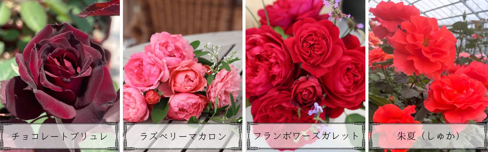 新品種のバラを見る