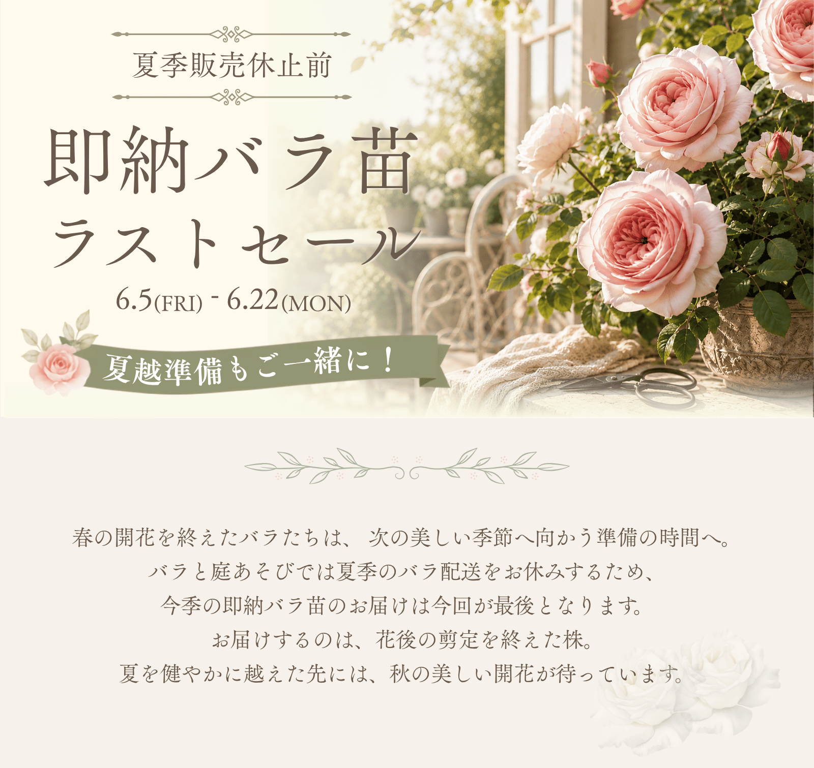 夏季販売休止前！即納バラ苗ラストセール｜バラと庭あそび京阪園芸公式
