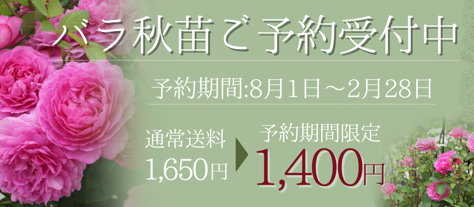 秋苗（秋大苗）