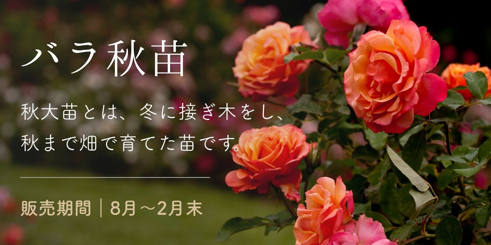 秋苗（秋大苗）秋大苗とは、冬に接ぎ木をし、
秋まで畑で育てた苗です。販売期間｜8月〜2月末 