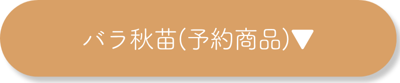 バラ秋苗（予約商品）