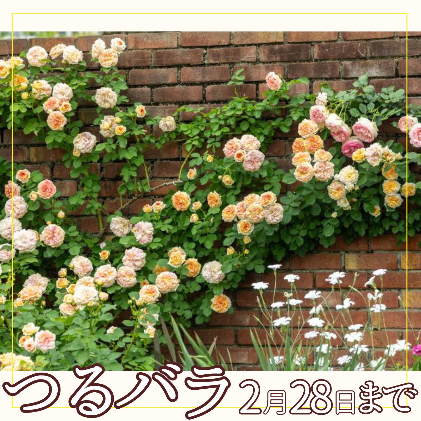 長尺つるバラのバナー