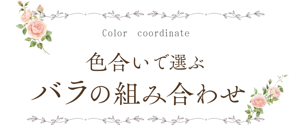 色合いで選ぶバラの組み合わせ