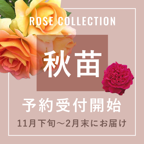 秋苗の予約受付開始バナー。オレンジや赤のバラと「11月下旬〜2月末にお届け」の案内テキスト付き