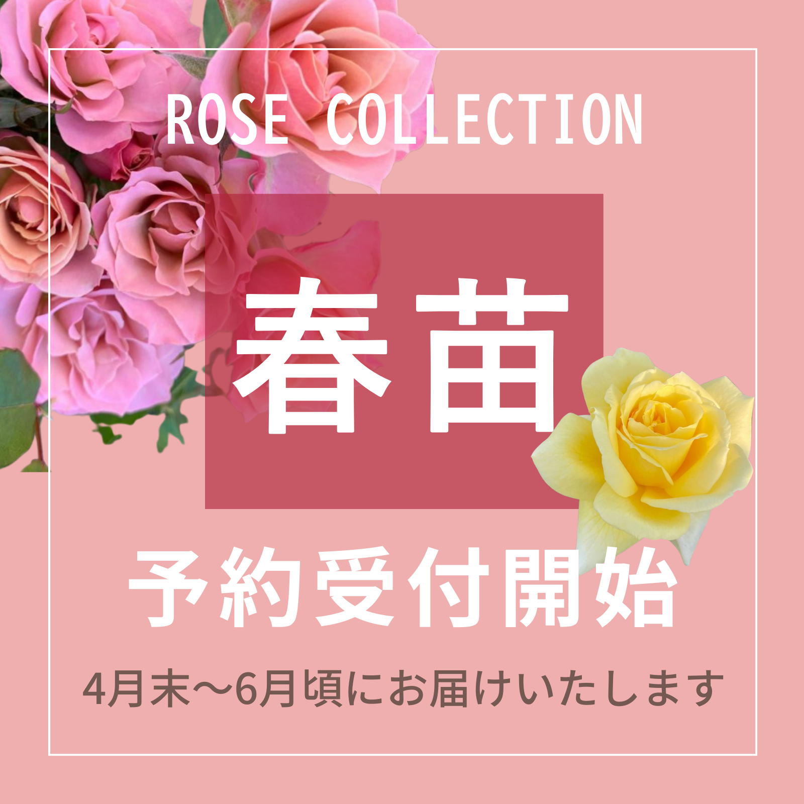 春苗の予約受付開始バナー。ピンクのバラと「4月末〜6月頃にお届け」の案内テキスト付き