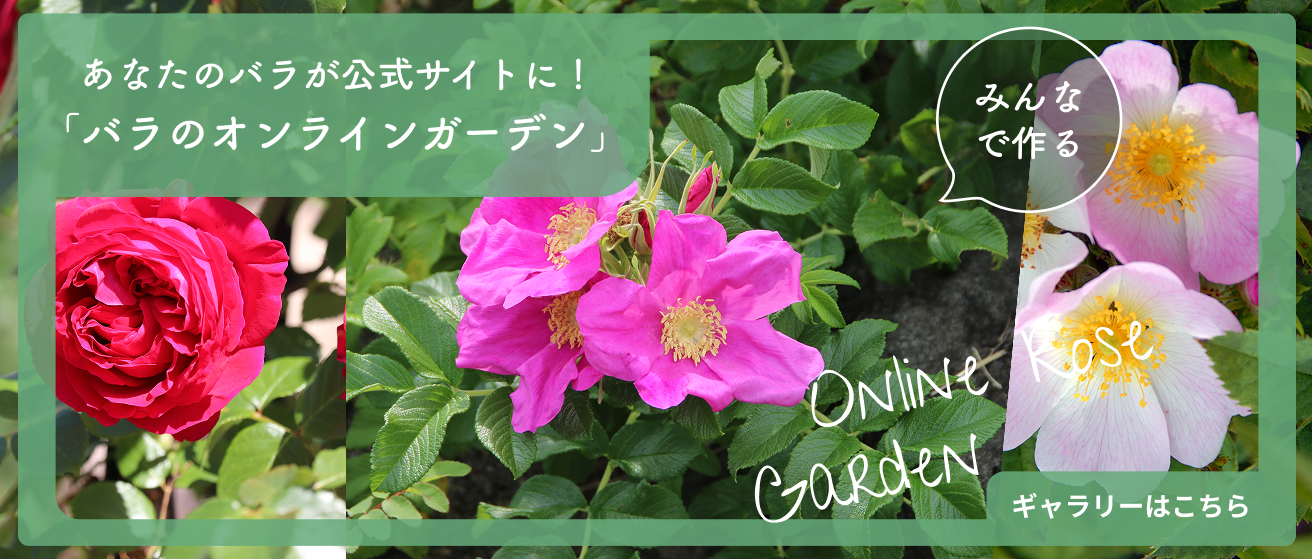 定期便｜バラと庭あそび京阪園芸公式ショップ 通販 パラＺ１２n　６０ｇ未開封　送料無料