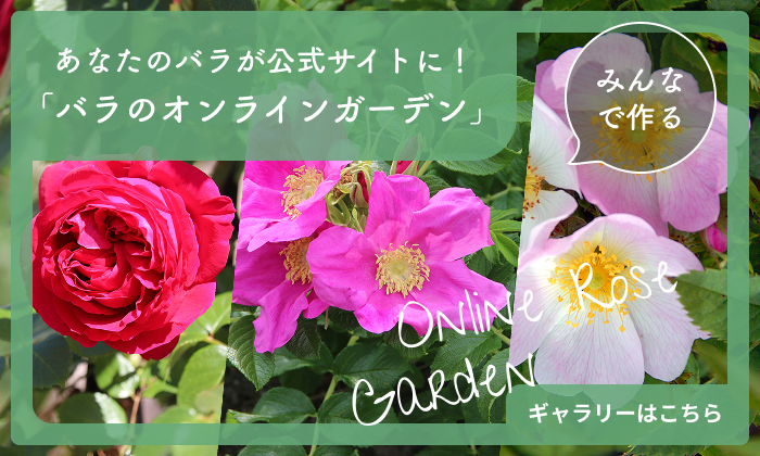秋の乗鞍　遠望と薔薇の花の2点セット　よっちゃんさん CRAFT vol.107｜ビーズガーデン bʼs-garden｜HertZ&CRAFT&SHY