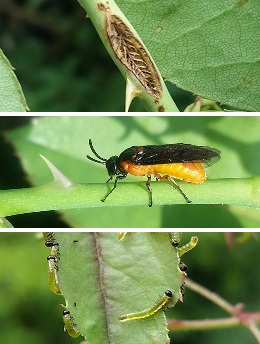 チュウレンジハバチ