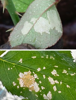 ヨトウムシ（ヨトウガ）