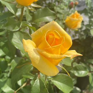 ハイブリッドティ