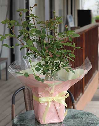 バラ苗ラッピング