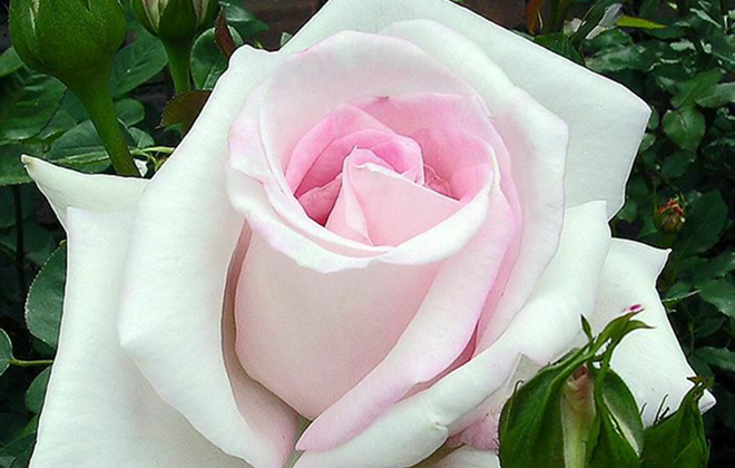 オリジナル品種第一号「花嫁」作出