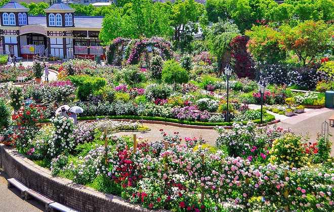 ひらかたパーク「大バラ園」大規模改修「ローズガーデン」造成