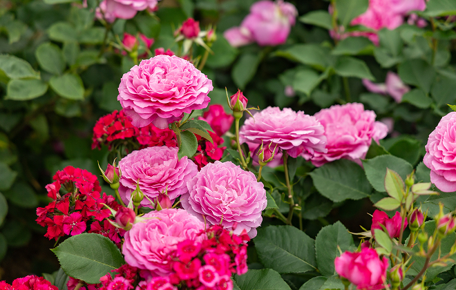 「国際香りのばら新品種コンクール」にて「フィネス」銀賞受賞