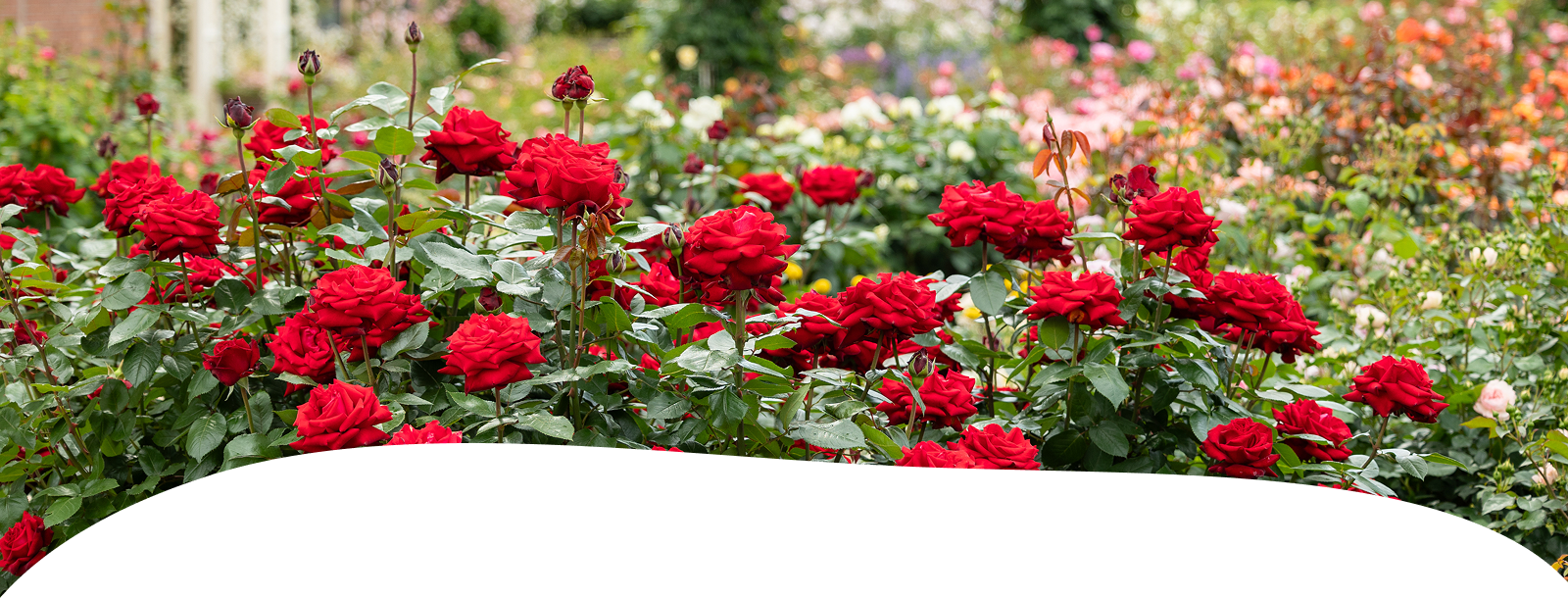 私たちについて｜バラと庭あそび京阪園芸公式ショップ