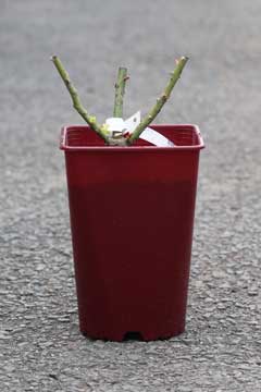 アプリコット色のバラ（春苗）