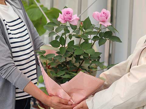 カーネーションやガーベラが入った花かごのフラワーギフト