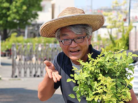 鮮やかな黄色いバラとつぼみのクローズアップ