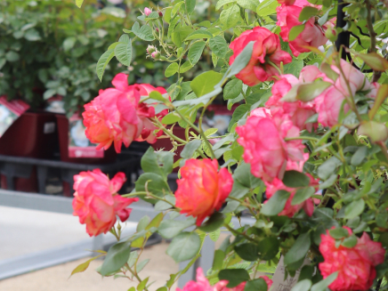 さまざまな色のバラの花束とクラフト封筒