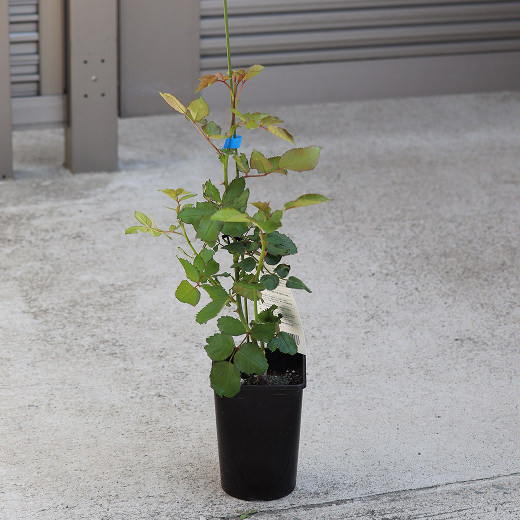 1年間の様々なバラ02