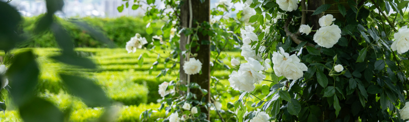 よくあるご質問