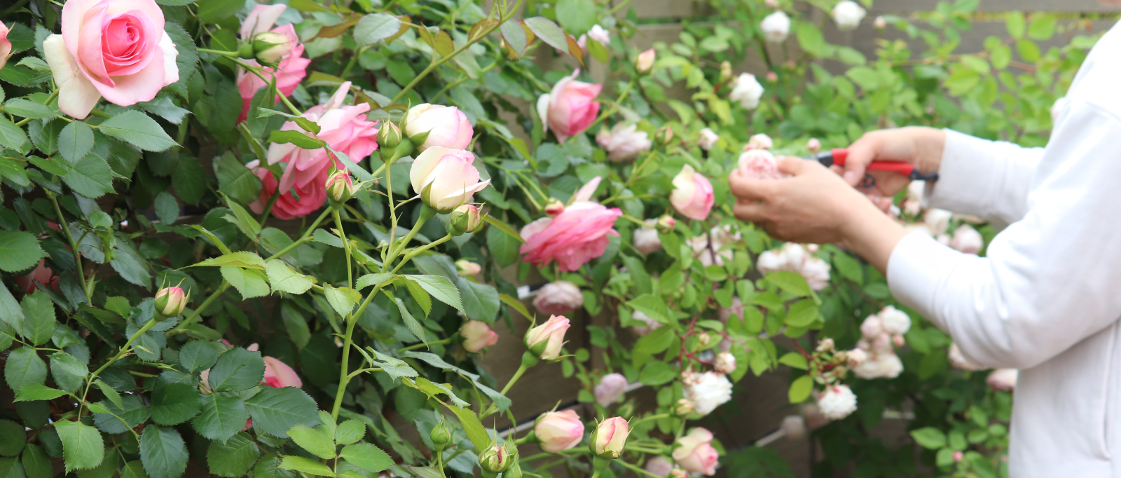 毎月のバラのお手入れガイド｜バラと庭あそび京阪園芸公式ショップ