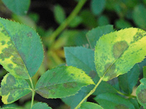 黒星病にかかったバラの葉のクローズアップ