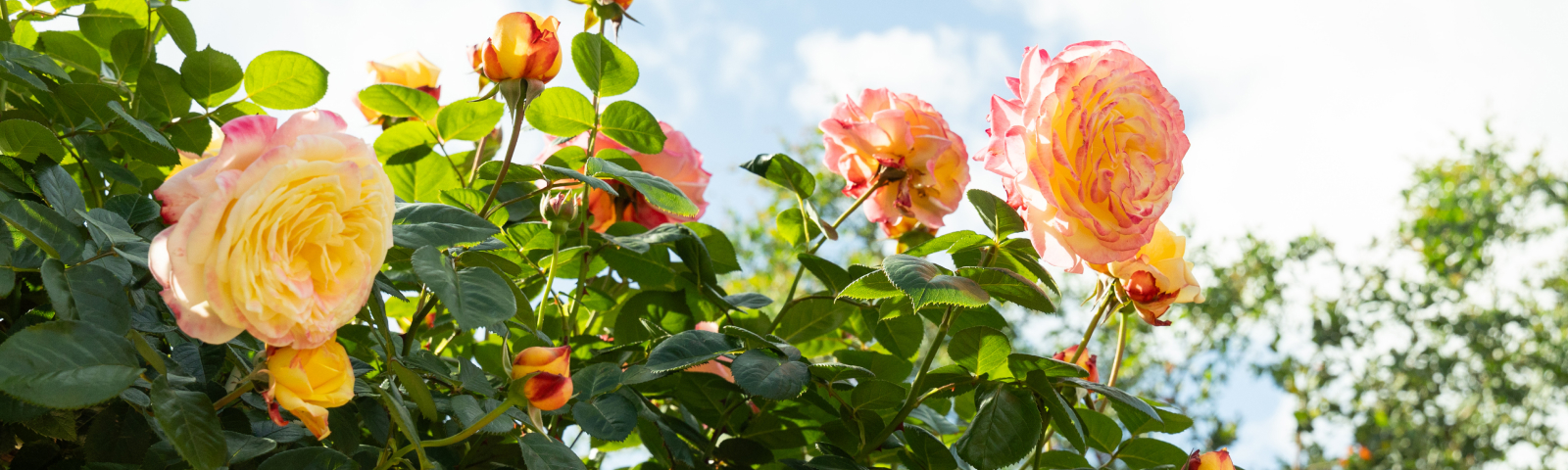 会員ステージについて