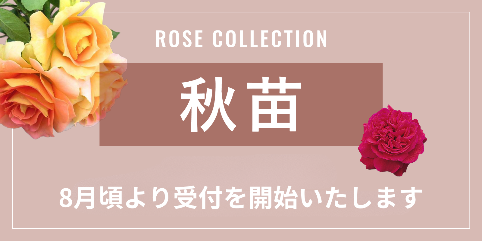 秋苗（秋大苗）