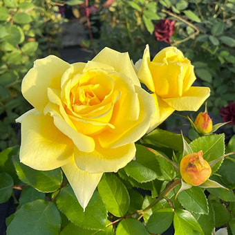 レモネードシロップ