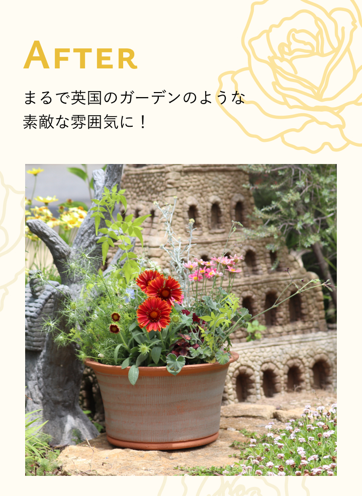 鉢変更後