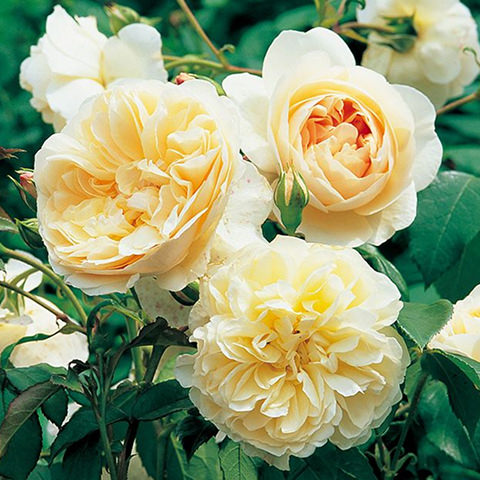 すぐにお届けできるバラ