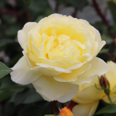 黄色・オレンジ系