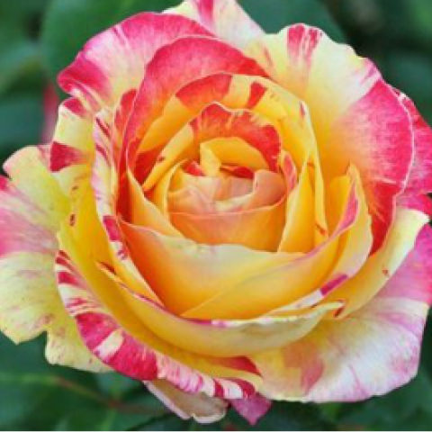 グラデーション・絞り