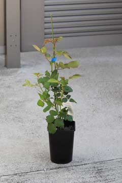 アプリコット色のバラ（春苗）