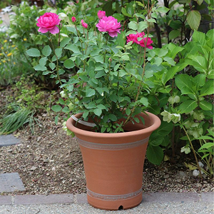 ウィッチフォード製ローズポットをプレゼント