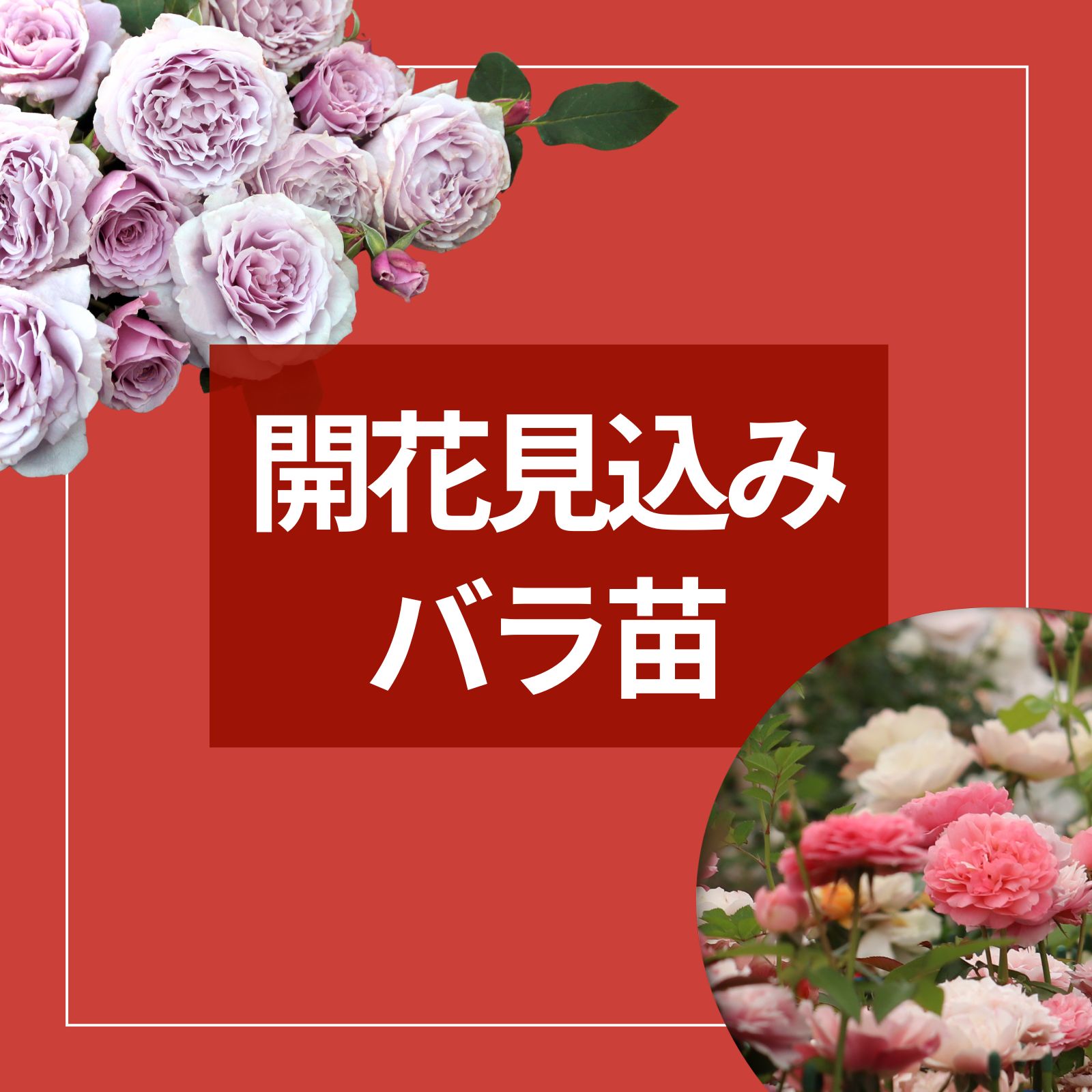 この秋花を楽しめるバラ