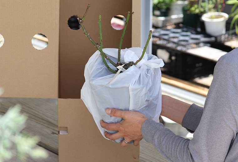 バラ苗を購入♪