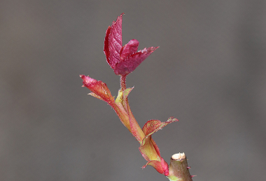 バラ苗を購入♪