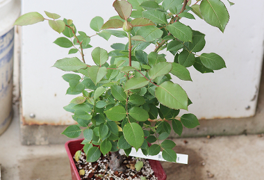 葉っぱがどんどん生い茂ってきた