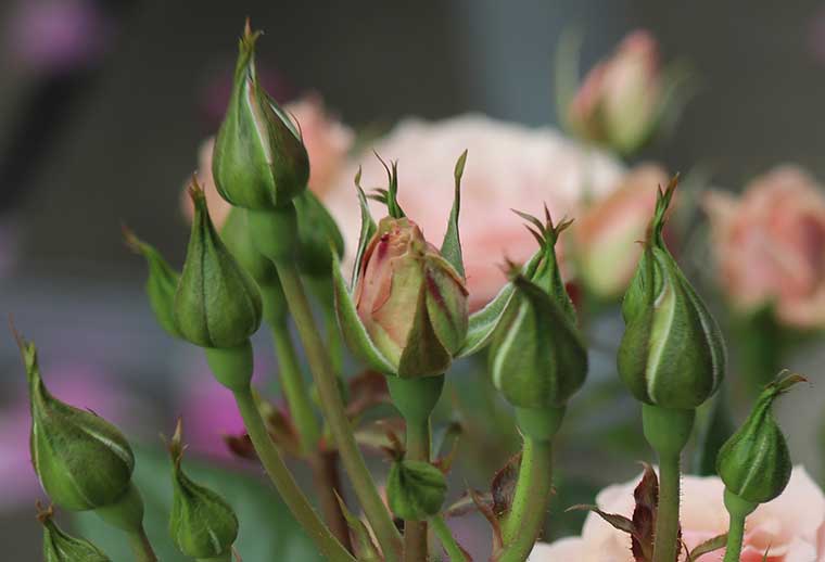 蕾をひとつ発見!