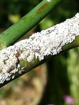 バラシロカイガラムシ