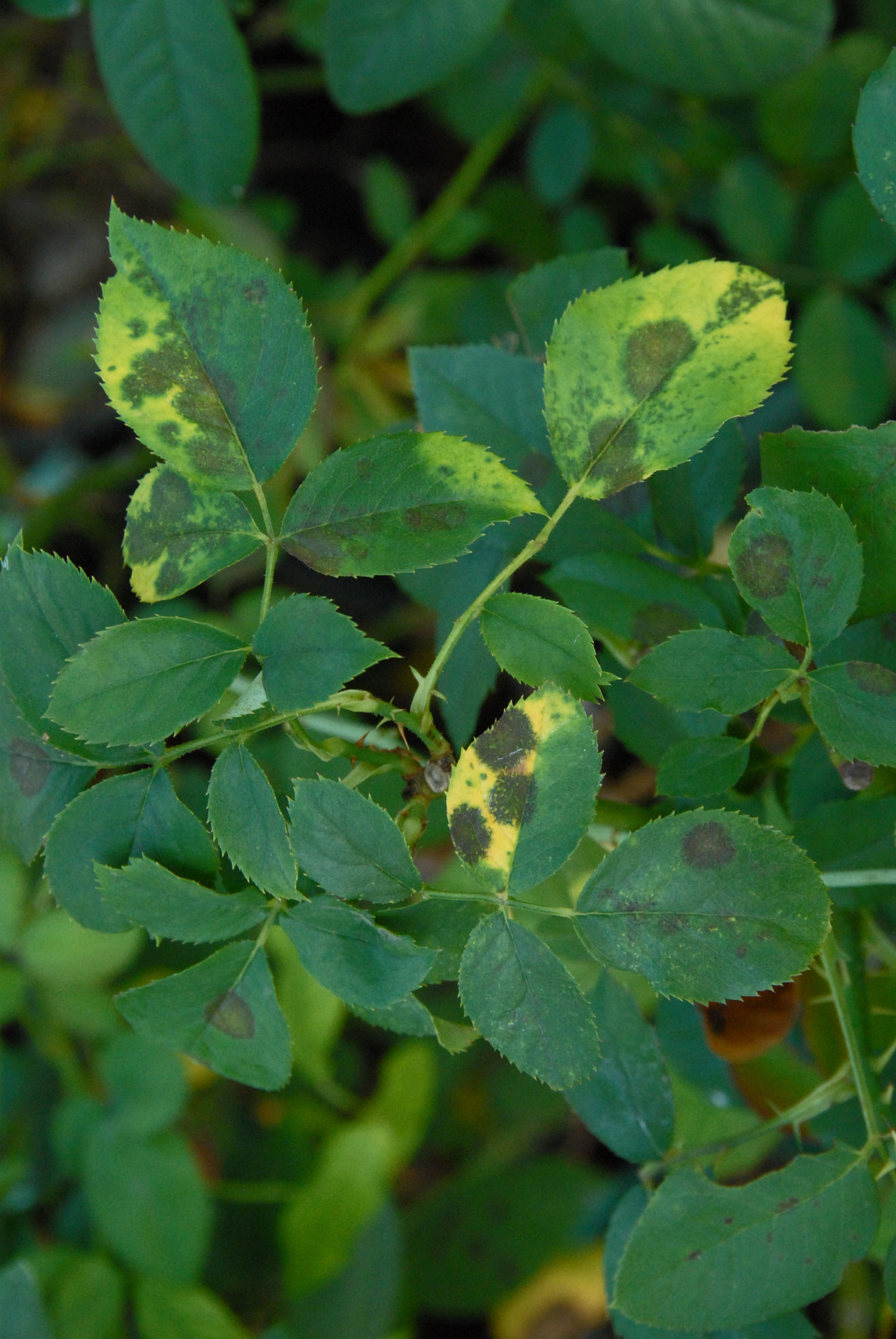 黒星病（黒点病）