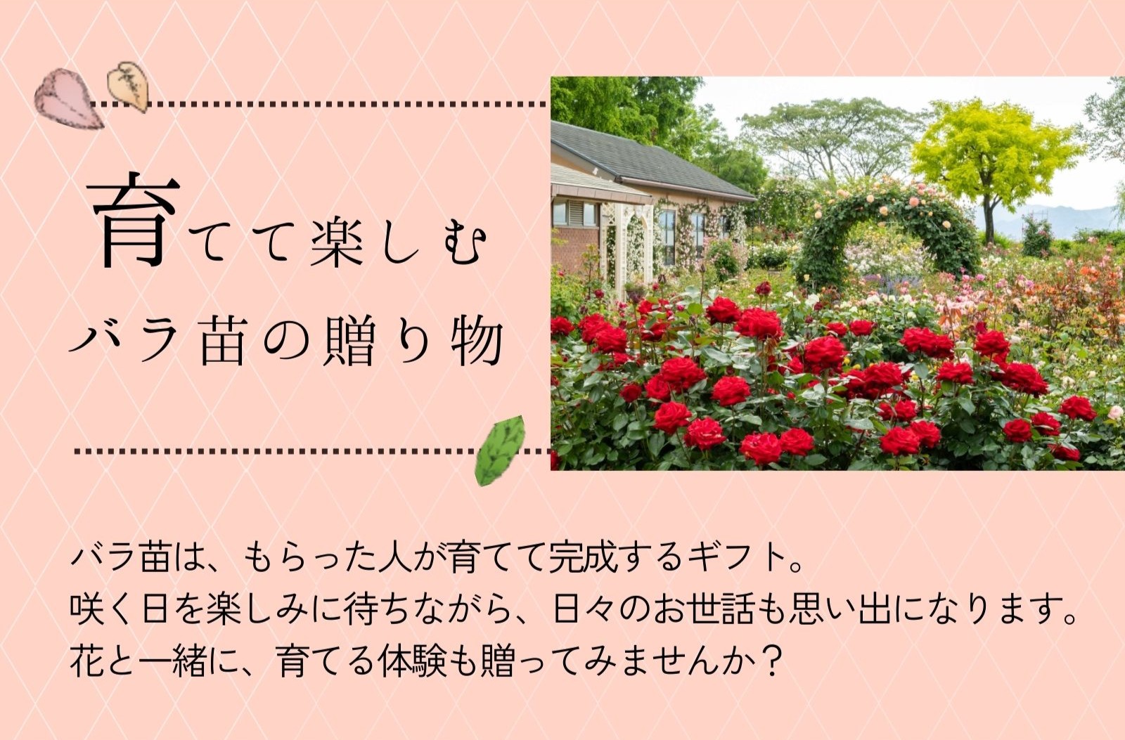 バラ苗は、もらった人が育てて完成するギフト。
咲く日を楽しみに待ちながら、日々のお世話も思い出になります。
花と一緒に、育てる体験も贈ってみませんか？