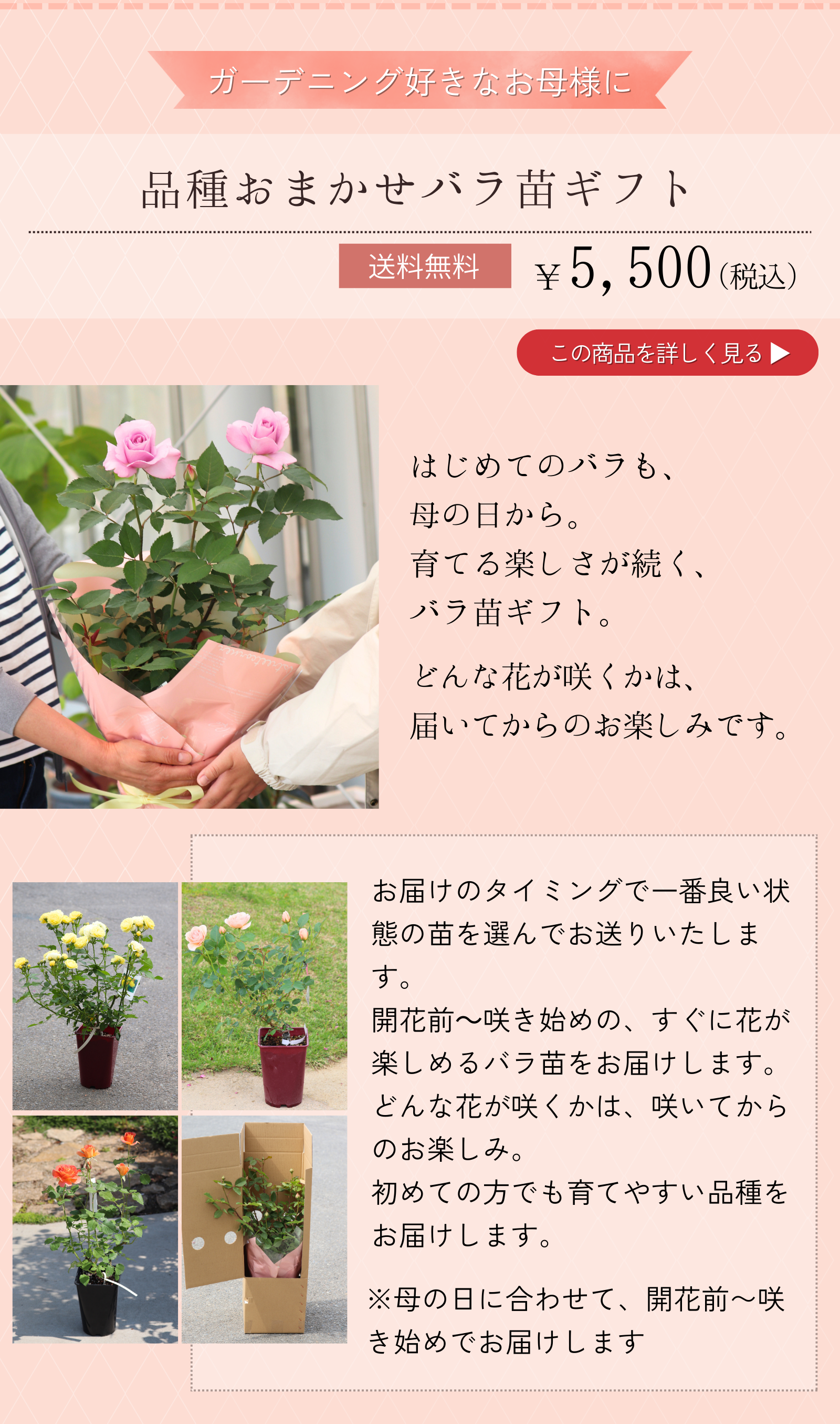 品種おまかせバラ苗ギフト はじめてのバラも、
母の日から。
育てる楽しさが続く、
バラ苗ギフト。 どんな花が咲くかは、
届いてからのお楽しみです。 