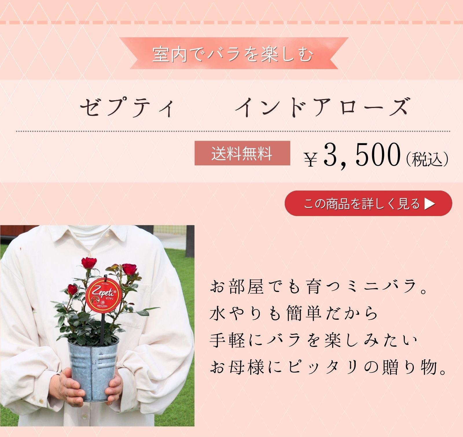 ゼプティ  インドアローズお部屋でも育つミニバラ。
水やりも簡単だから
手軽にバラを楽しみたい
お母様にピッタリの贈り物。