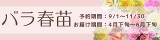 京阪園芸のバラ苗　春苗のご予約はこちらから♪